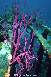 Amazing soft corals and little creatures can be found on ... by Steven Anderson 